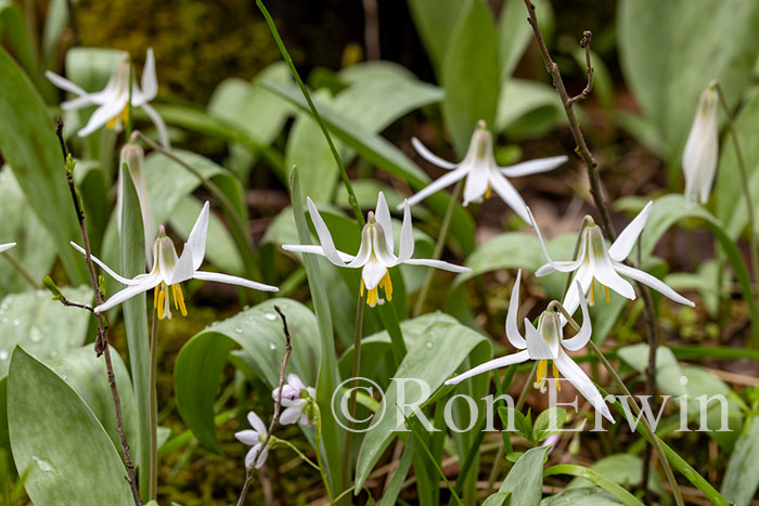 White Trout Lily
