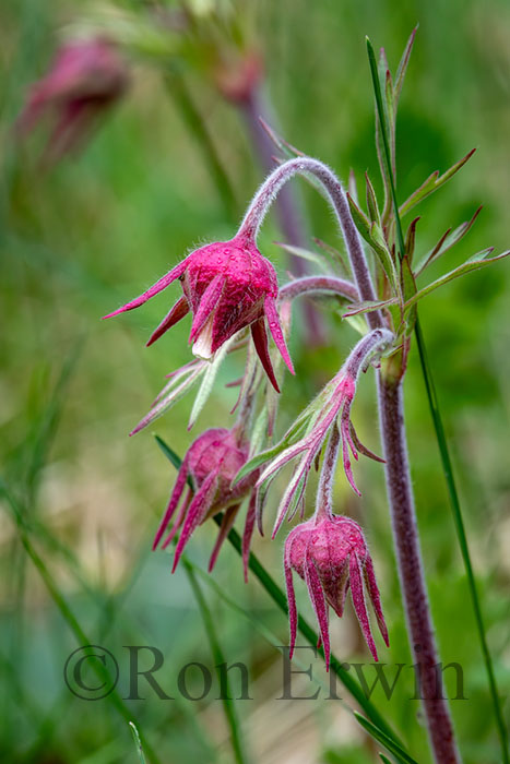 Prairie Smoke