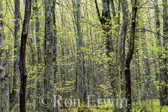 Swamp in Spring