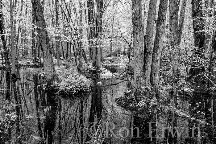 Swamp in Spring