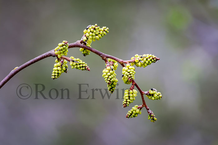 Fragrant Sumac