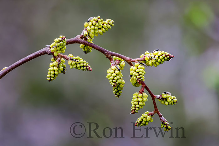 Fragrant Sumac