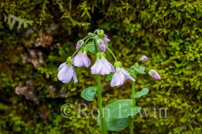 Purple Cress