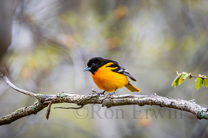 Male Baltimore Oriole