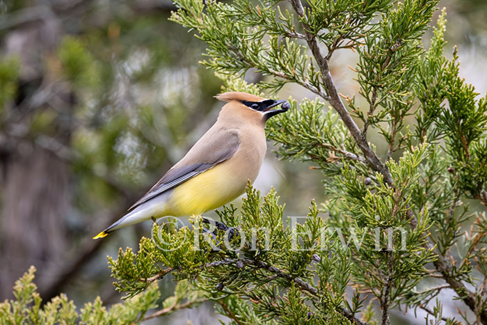 Cedar Waxwing