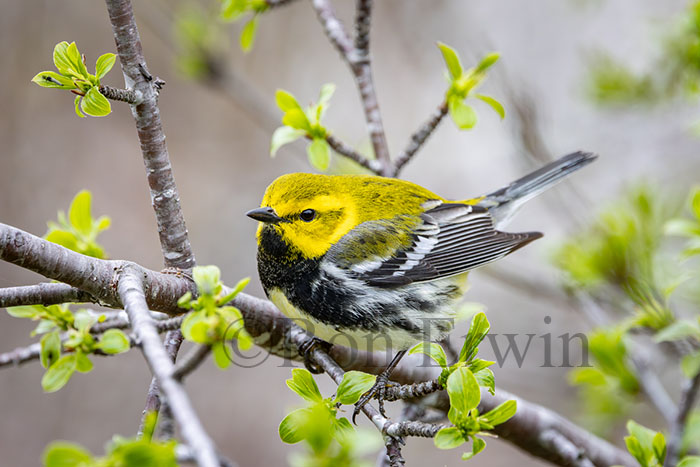 Male Black-throated Green Warbler