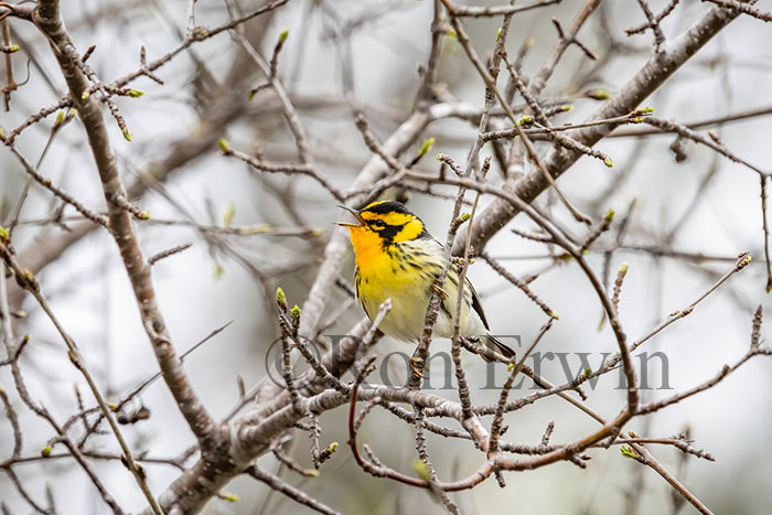 Male Blackburnian Warbler