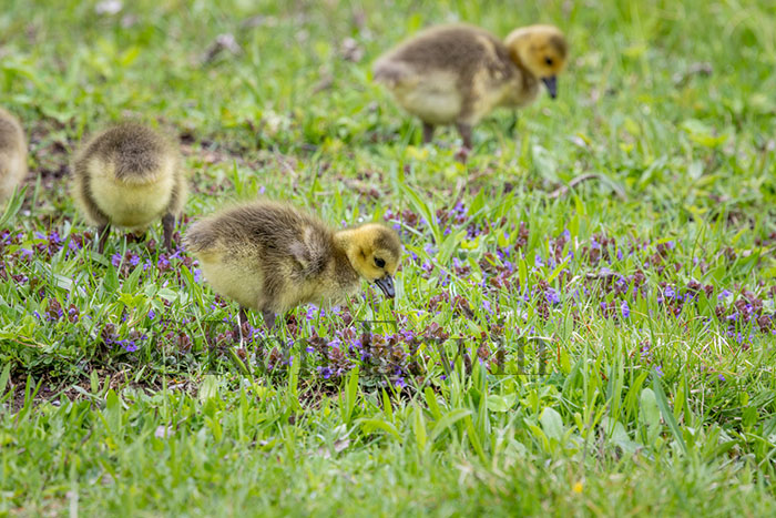 Canada Goose Goslings