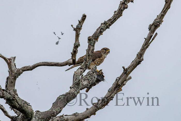 Merlin with Prey