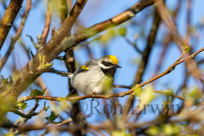 Male Golden-winged Warbler