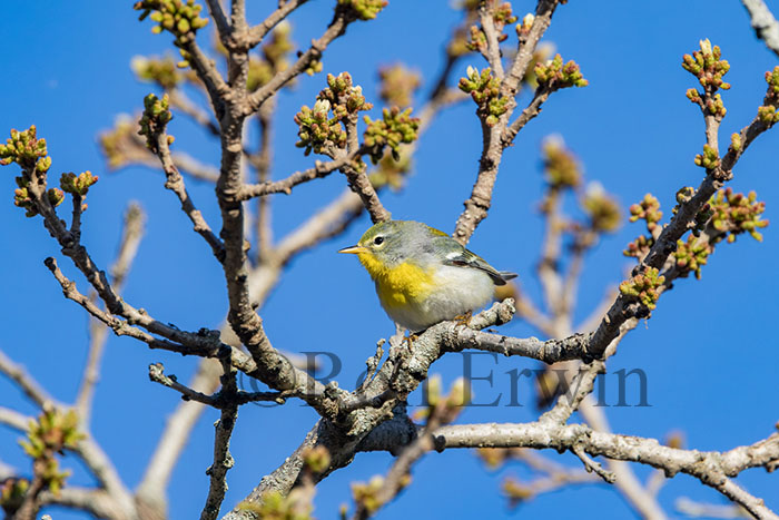 Northern Parula Female