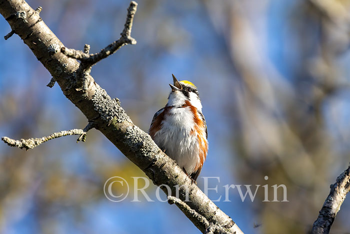 Chestnut-sided Warbler