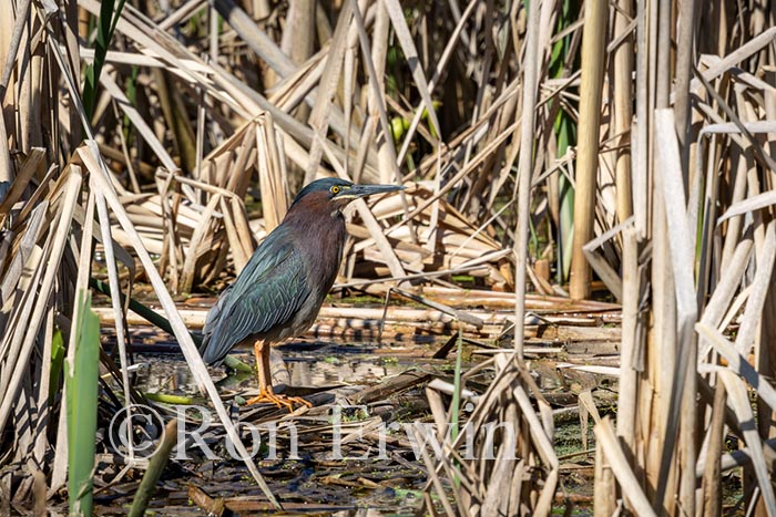 Green Heron