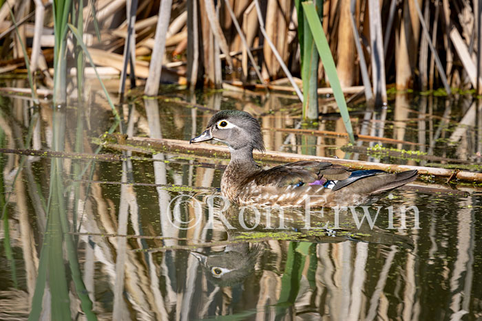 Wood Duck Female