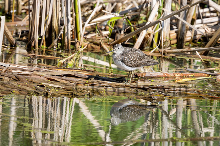 Solitary Sandpiper