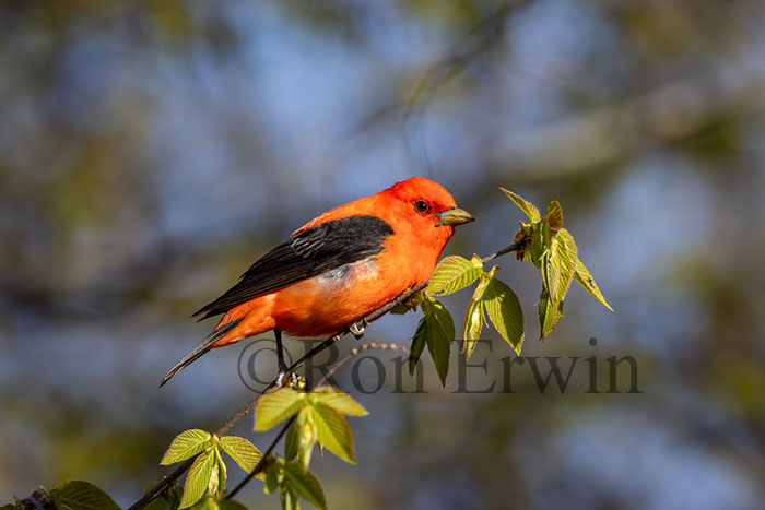 Scarlet Tanager Male