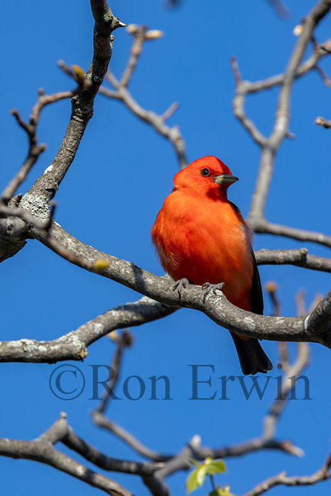 Scarlet Tanager Male
