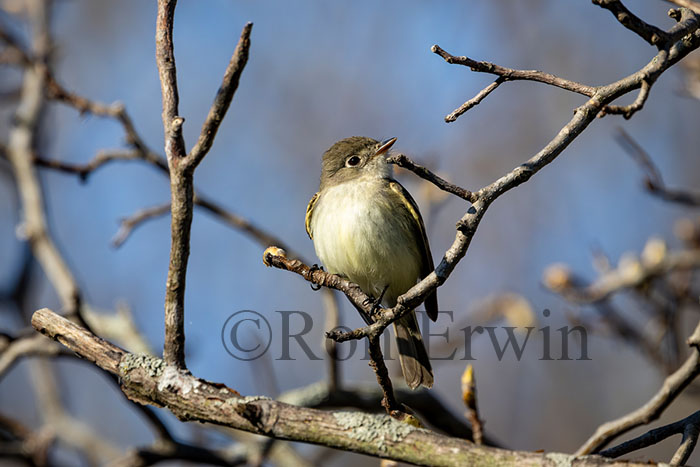 Least Flycatcher