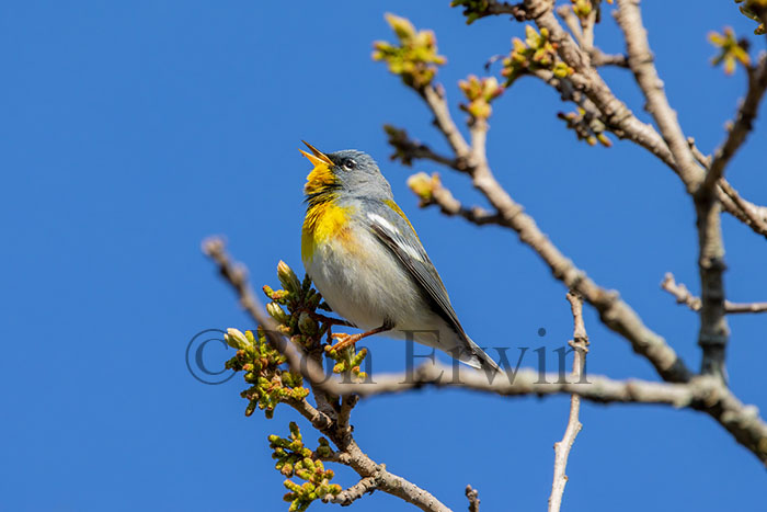 Male Northern Parula