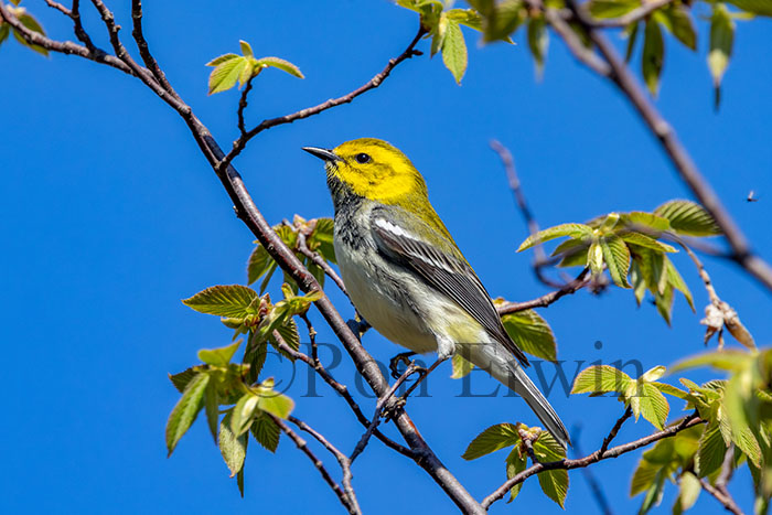 Black-throated Green Warbler