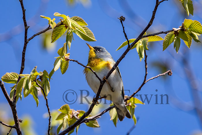 Male Northern Parula