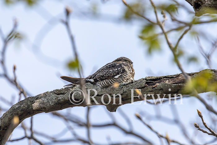 Common Nighthawk