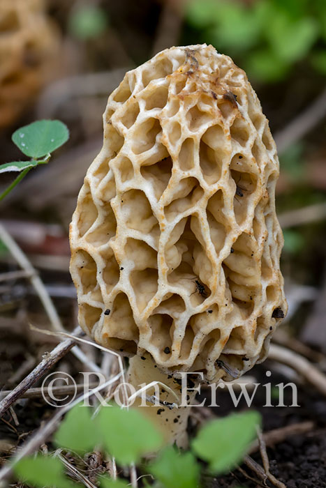 White Morel
