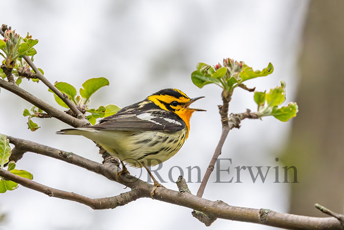 Blackburnian Warbler