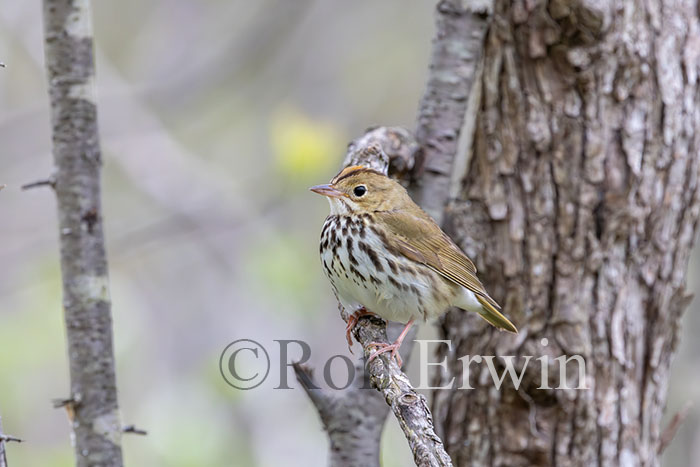 Ovenbird
