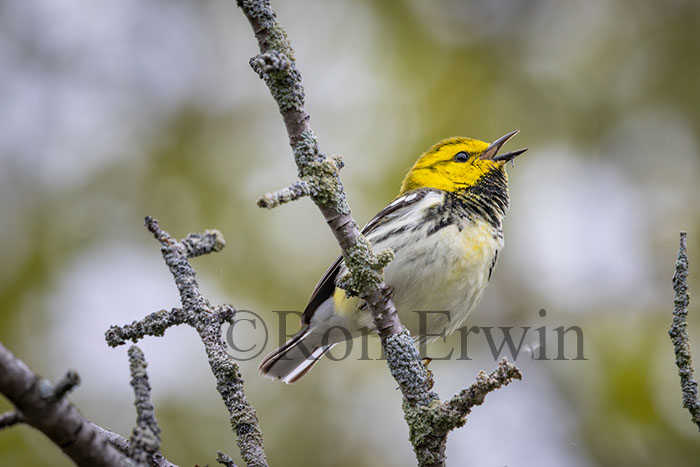 Black-throated Green Warbler