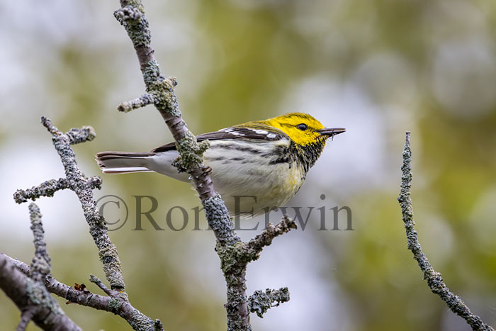 Black-throated Green Warbler