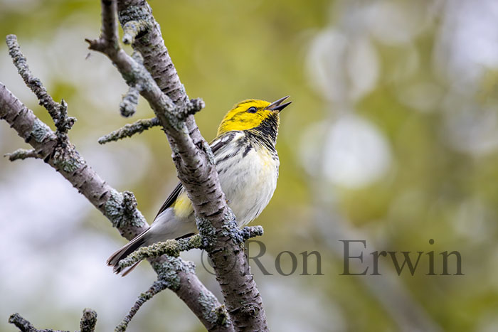 Black-throated Green Warbler