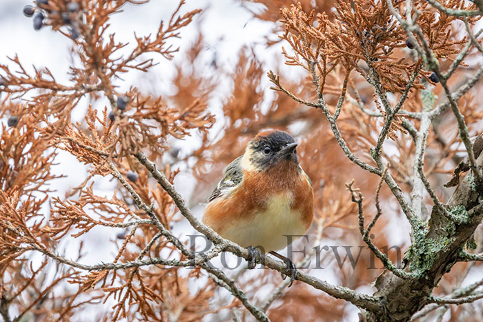 Male Bay-breasted Warbler