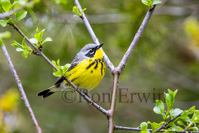 Magnolia Warbler Male