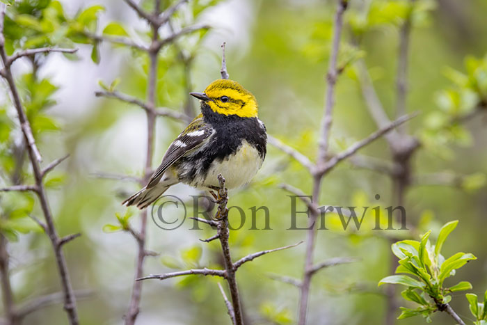 Male Black-throated Green Warbler