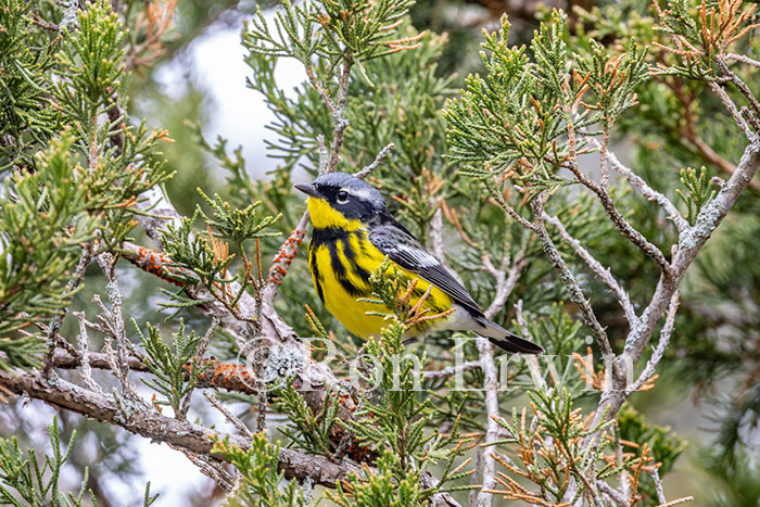 Magnolia Warbler Male