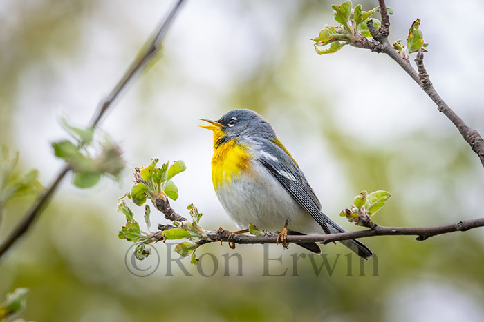 Northern Parula Male