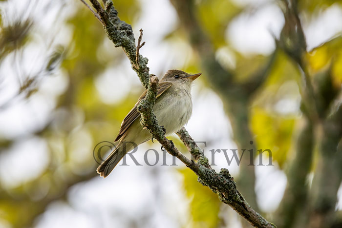 Eastern Wood-Pewee 