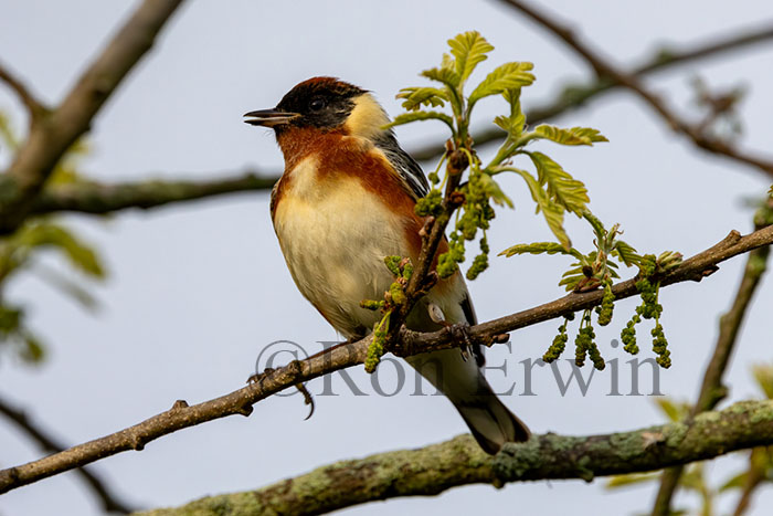 Male Bay-breasted Warbler