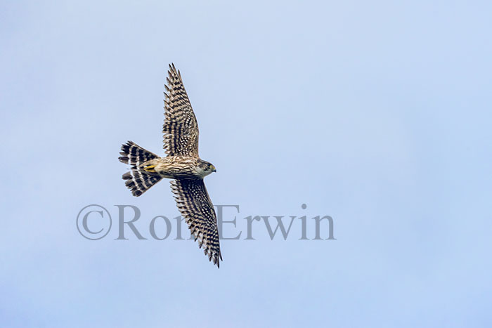 Merlin in Flight