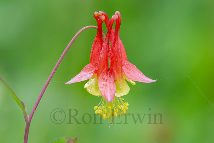 Wild Red Columbine