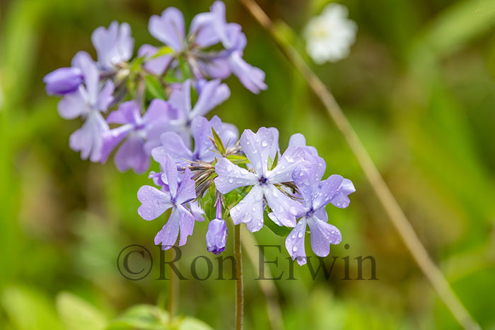 Wild Blue Phlox
