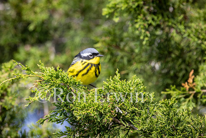 Magnolia Warbler Male