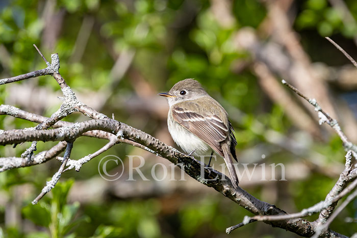 Least Flycatcher