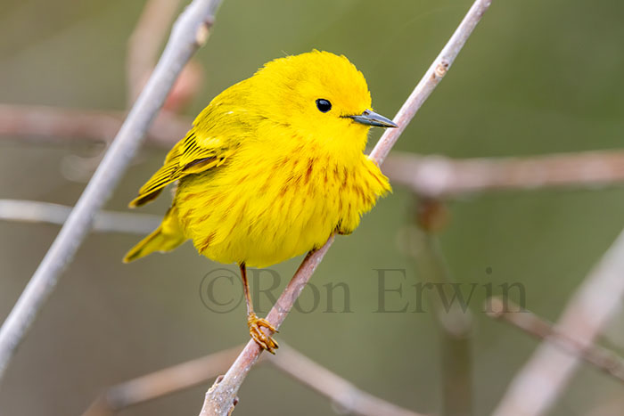 Yellow Warbler Male