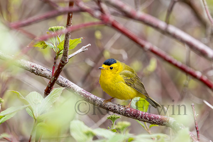 Wilson's Warbler Male