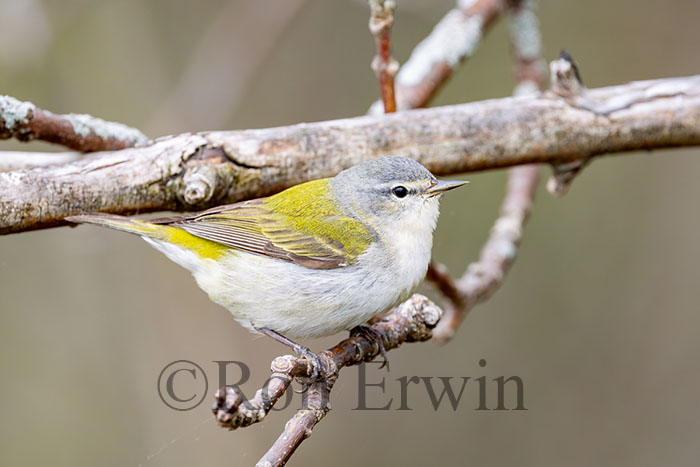 Tennessee Warbler Male
