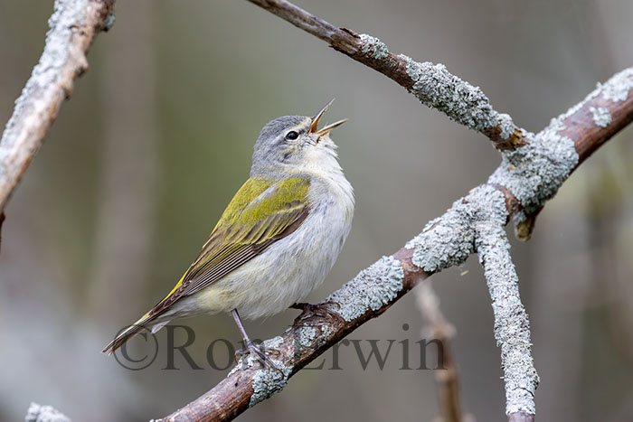 Tennessee Warbler Male
