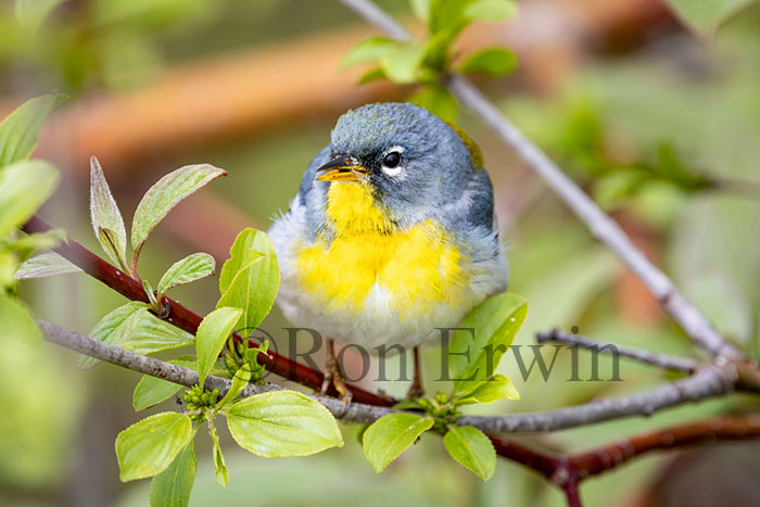 Northern Parula