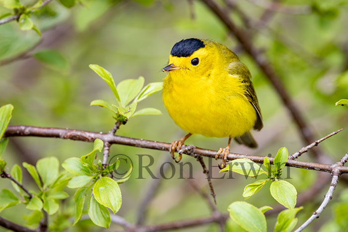 Wilson's Warbler Male